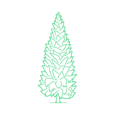 Plants Cypresses Kashmir Cypress Craft Design Svg File, Free Vectors File